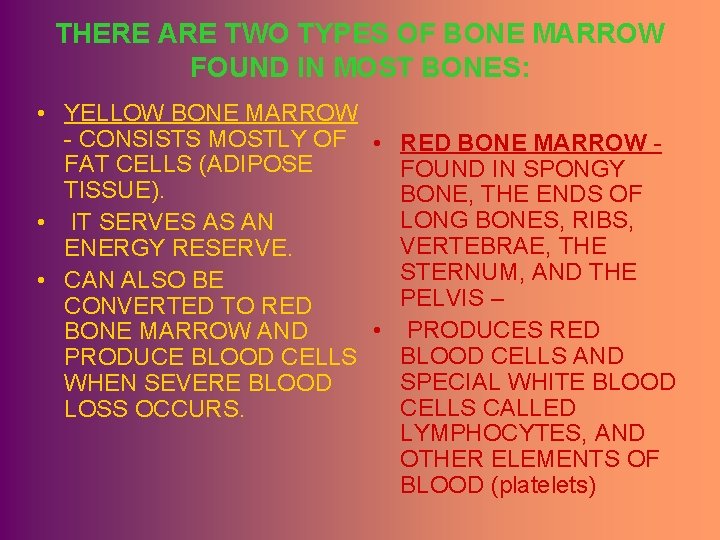 THERE ARE TWO TYPES OF BONE MARROW FOUND IN MOST BONES: • YELLOW BONE