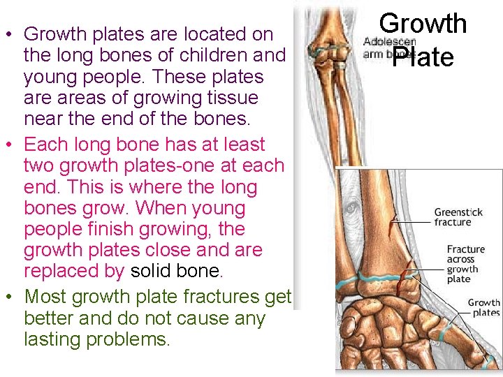  • Growth plates are located on the long bones of children and young