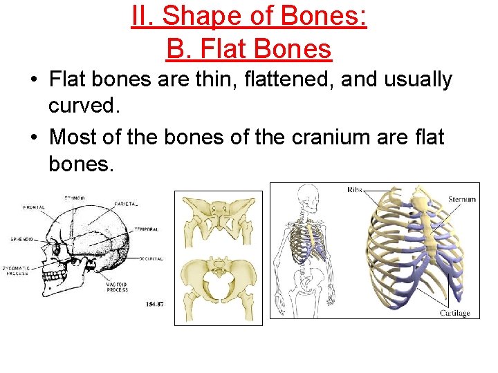 II. Shape of Bones: B. Flat Bones • Flat bones are thin, flattened, and