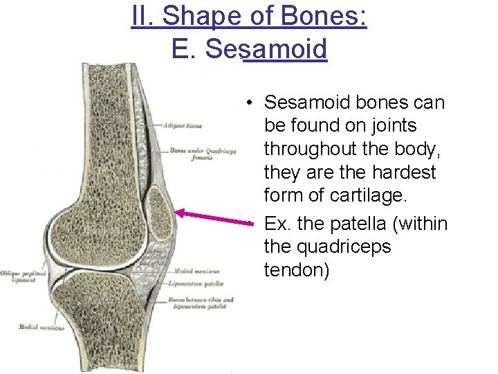 II. Shape of Bones: E. Sesamoid • Sesamoid bones can be found on joints