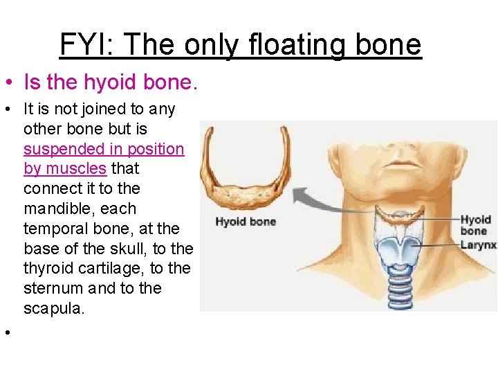 FYI: The only floating bone • Is the hyoid bone. • It is not