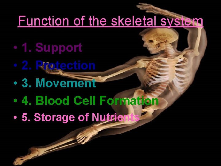 Function of the skeletal system • • 1. Support 2. Protection 3. Movement 4.