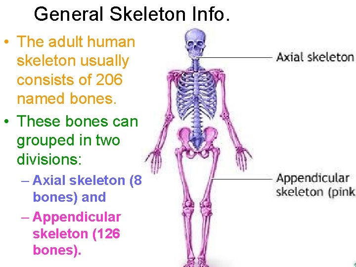 General Skeleton Info. • The adult human skeleton usually consists of 206 named bones.