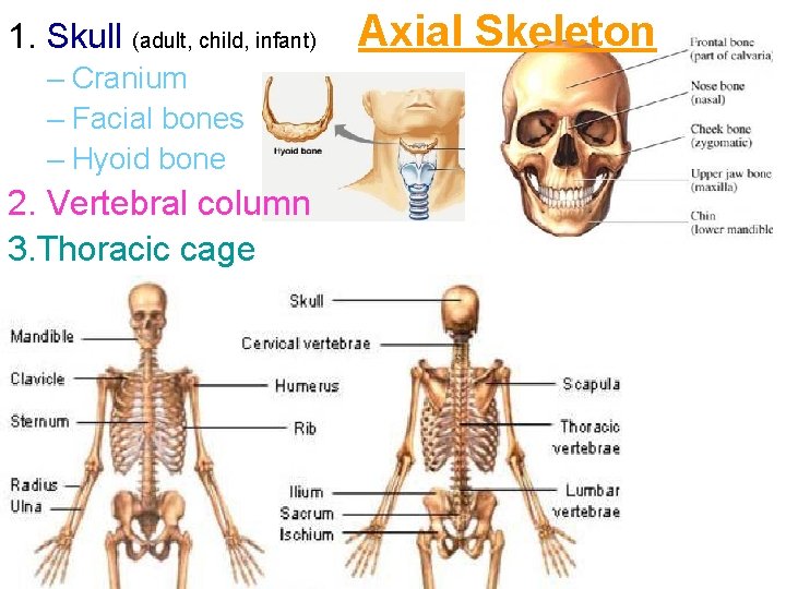 1. Skull (adult, child, infant) – Cranium – Facial bones – Hyoid bone 2.