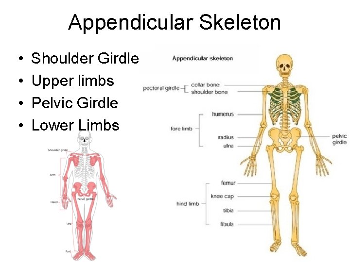 Appendicular Skeleton • • Shoulder Girdle Upper limbs Pelvic Girdle Lower Limbs 