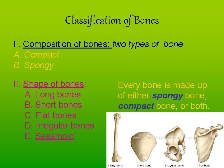 Classification of Bones I. Composition of bones: two types of bone A. Compact B.