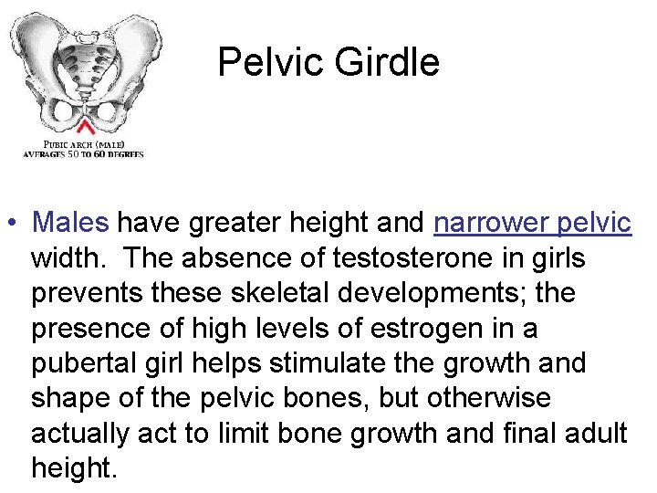 Pelvic Girdle • Males have greater height and narrower pelvic width. The absence of