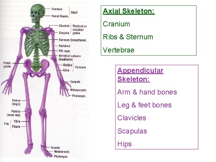 Axial Skeleton: Cranium Ribs & Sternum Vertebrae Appendicular Skeleton: Arm & hand bones Leg