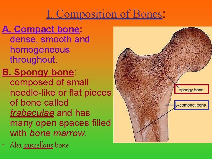 I. Composition of Bones: A. Compact bone: dense, smooth and homogeneous throughout. B. Spongy