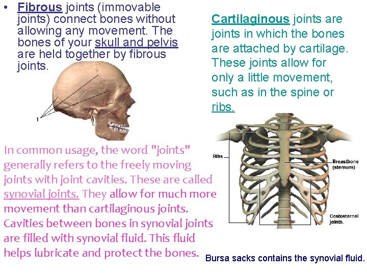  • Fibrous joints (immovable joints) connect bones without allowing any movement. The bones