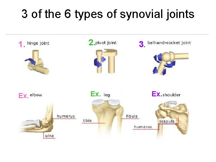 3 of the 6 types of synovial joints 1. 2. Ex. 3. Ex. 