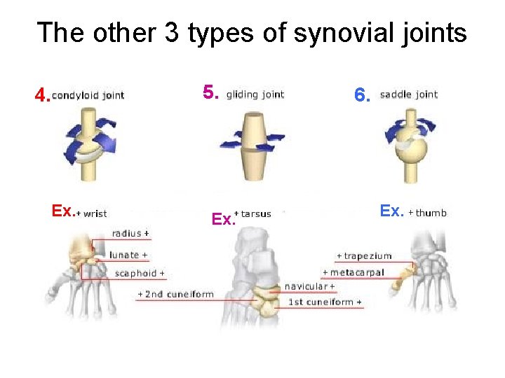 The other 3 types of synovial joints 4. Ex. 5. Ex. 6. Ex. 