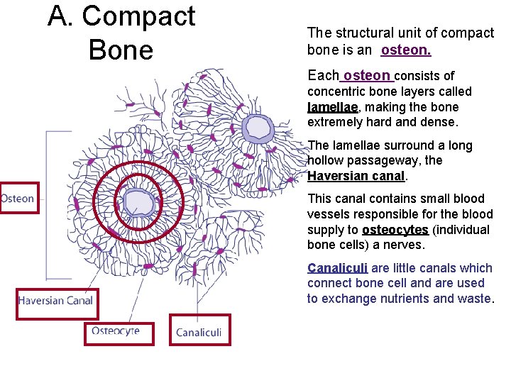 A. Compact Bone The structural unit of compact bone is an osteon. Each osteon