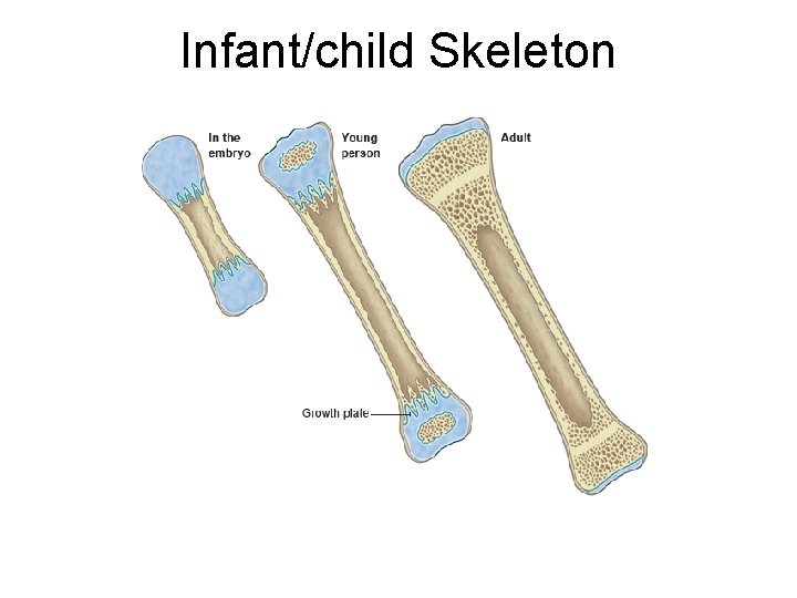 Infant/child Skeleton 