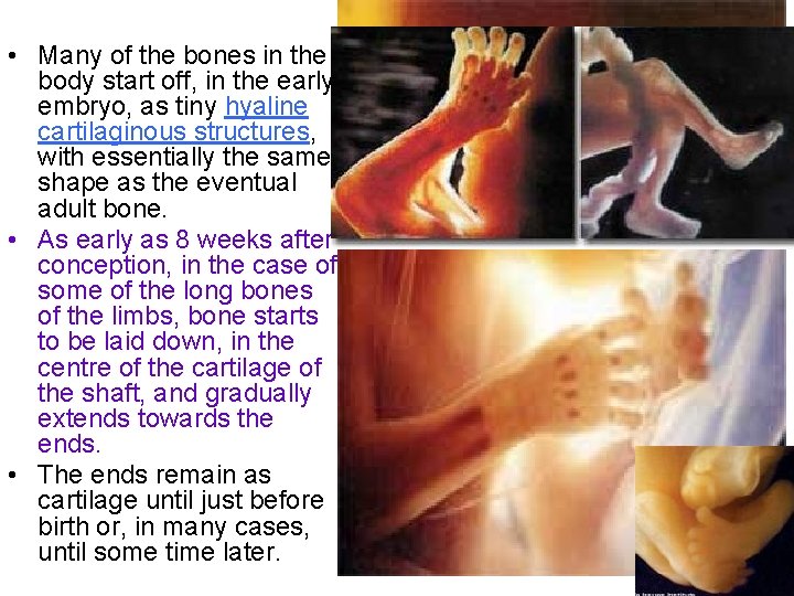  • Many of the bones in the body start off, in the early