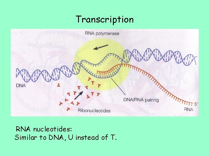 Transcription RNA nucleotides: Similar to DNA, U instead of T. 