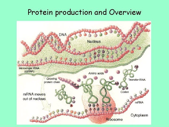 Protein production and Overview 