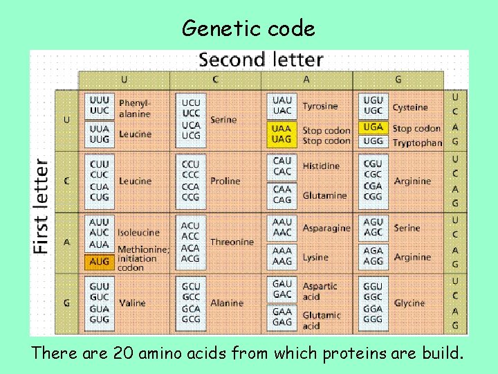 Genetic code There are 20 amino acids from which proteins are build. 