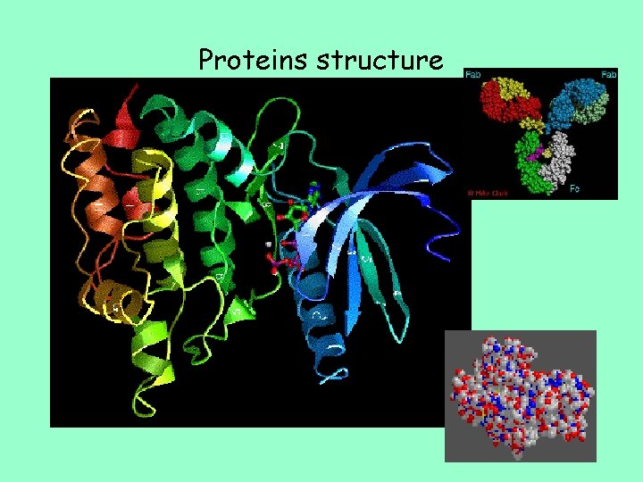 Proteins structure 