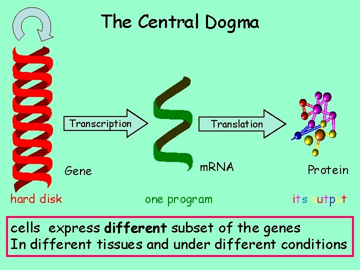 The Central Dogma Transcription Gene hard disk Translation m. RNA one program Protein i