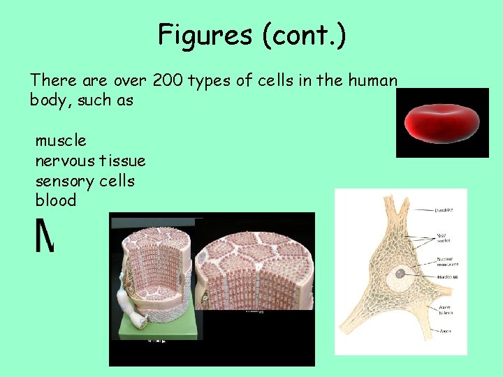 Figures (cont. ) There are over 200 types of cells in the human body,