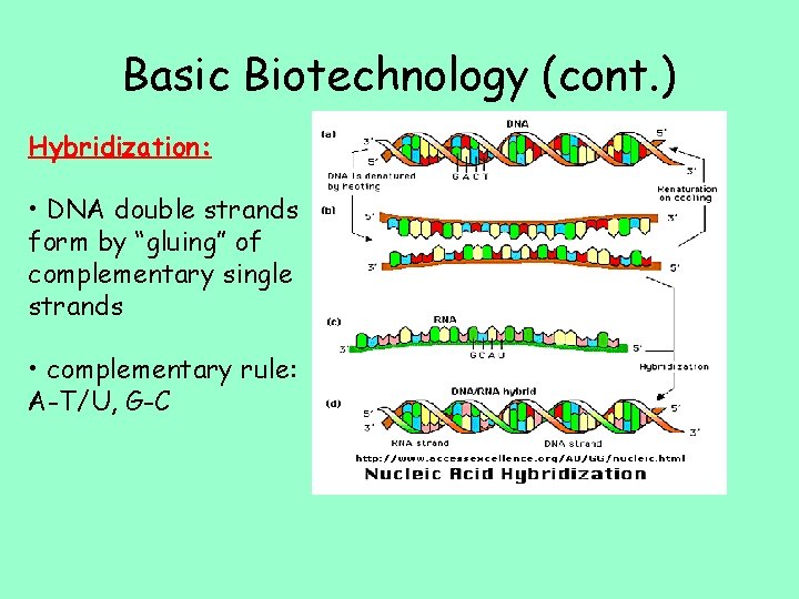 Basic Biotechnology (cont. ) Hybridization: • DNA double strands form by “gluing” of complementary