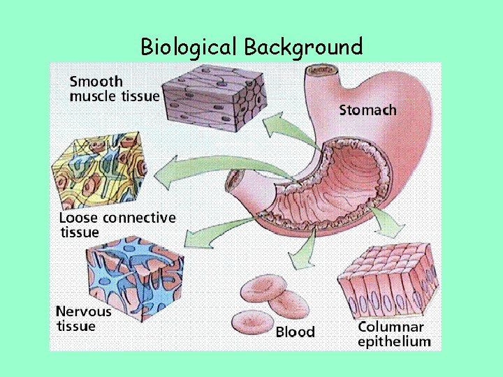 Biological Background 