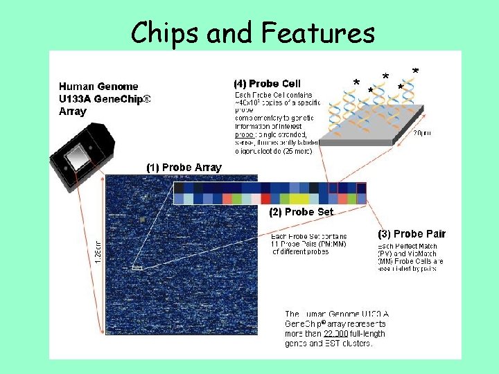 Chips and Features 