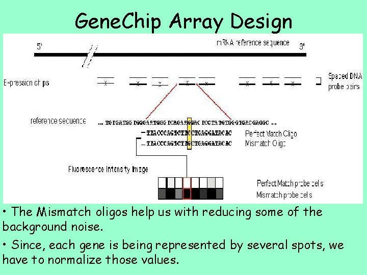 Gene. Chip Array Design • The Mismatch oligos help us with reducing some of