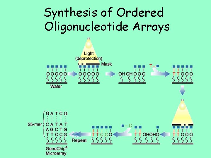 Synthesis of Ordered Oligonucleotide Arrays 