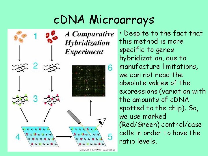 c. DNA Microarrays • Despite to the fact that this method is more specific