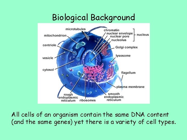 Biological Background All cells of an organism contain the same DNA content (and the