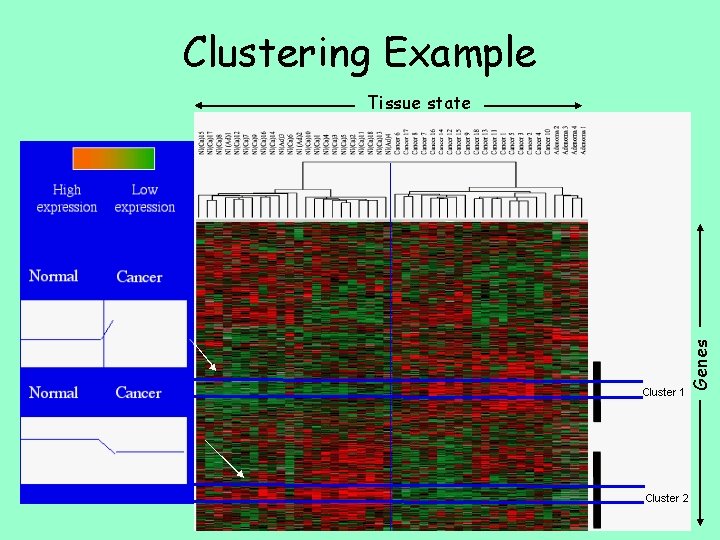 Clustering Example Genes Tissue state 