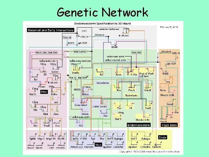 Genetic Network 