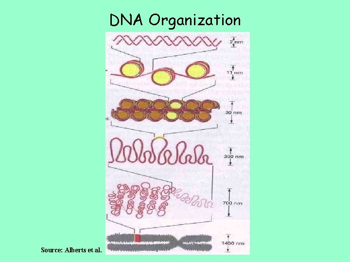 DNA Organization Source: Alberts et al. 