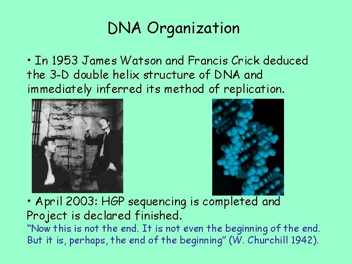 DNA Organization • In 1953 James Watson and Francis Crick deduced the 3 -D