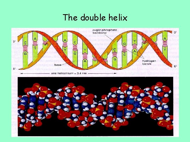 The double helix 