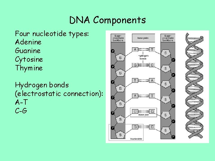 DNA Components Four nucleotide types: Adenine Guanine Cytosine Thymine Hydrogen bonds (electrostatic connection): A-T
