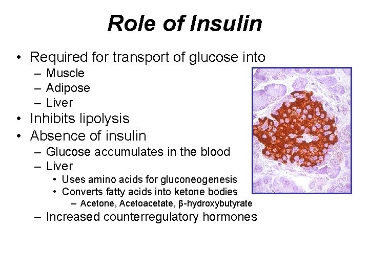 Role of Insulin • Required for transport of glucose into – Muscle – Adipose