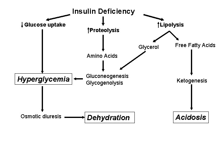 Insulin Deficiency Glucose uptake Lipolysis Proteolysis Glycerol Free Fatty Acids Amino Acids Hyperglycemia Osmotic Insulin Deficiency Glucose uptake Lipolysis Proteolysis Glycerol Free Fatty Acids Amino Acids Hyperglycemia Osmotic