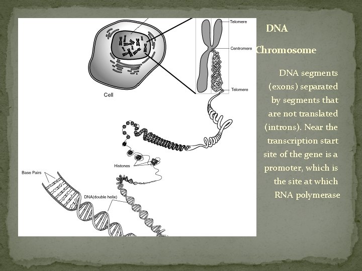 DNA Chromosome DNA segments (exons) separated by segments that are not translated (introns). Near