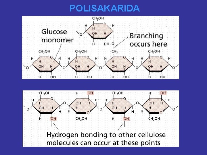 POLISAKARIDA 