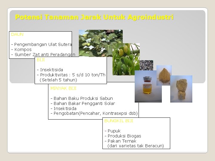 Potensi Tanaman Jarak Untuk Agroindustri DAUN - Pengembangan Ulat Sutera - Kompos - Sumber