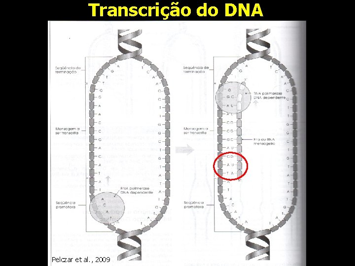 Transcrição do DNA Pelczar et al. , 2009 