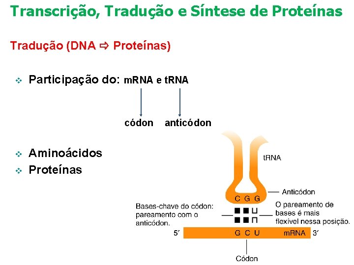 Transcrição, Tradução e Síntese de Proteínas Tradução (DNA Proteínas) v Participação do: m. RNA