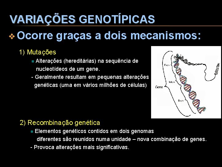 VARIAÇÕES GENOTÍPICAS v Ocorre graças a dois mecanismos: 1) Mutações Alterações (hereditárias) na sequência