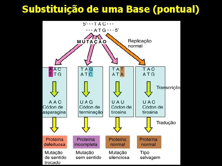 Substituição de uma Base (pontual) 