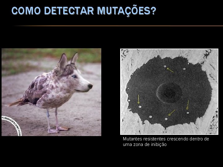 COMO DETECTAR MUTAÇÕES? Mutantes resistentes crescendo dentro de uma zona de inibição 