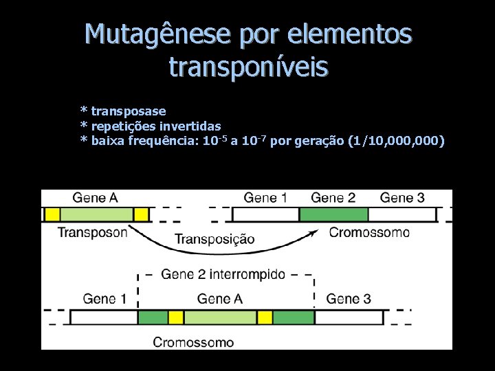 Mutagênese por elementos transponíveis * transposase * repetições invertidas * baixa frequência: 10 -5