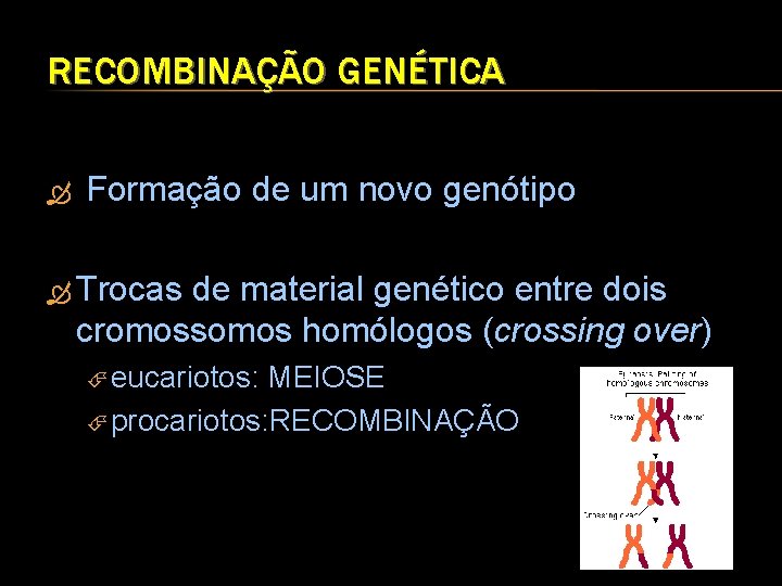 RECOMBINAÇÃO GENÉTICA Formação de um novo genótipo Trocas de material genético entre dois cromossomos